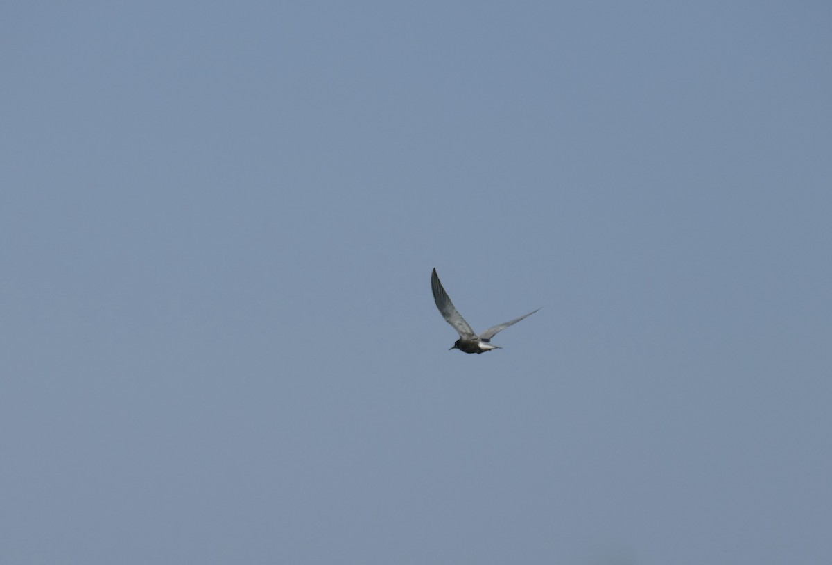 Black Tern - ML588803781