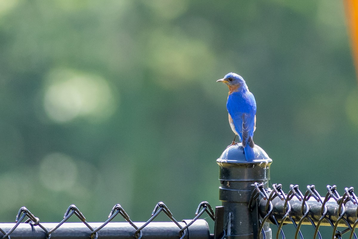 Eastern Bluebird - ML588804401