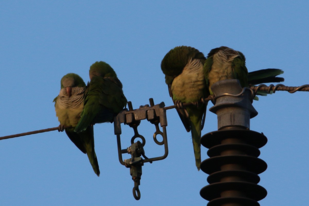 Monk Parakeet - Danny Rumble