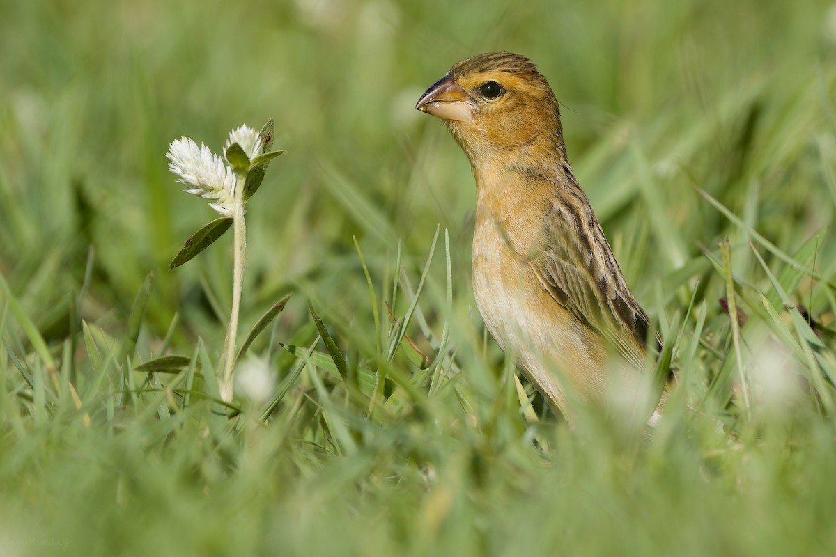 Asian Golden Weaver - ML588805841