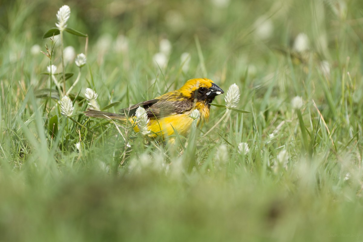 Asian Golden Weaver - ML588805871