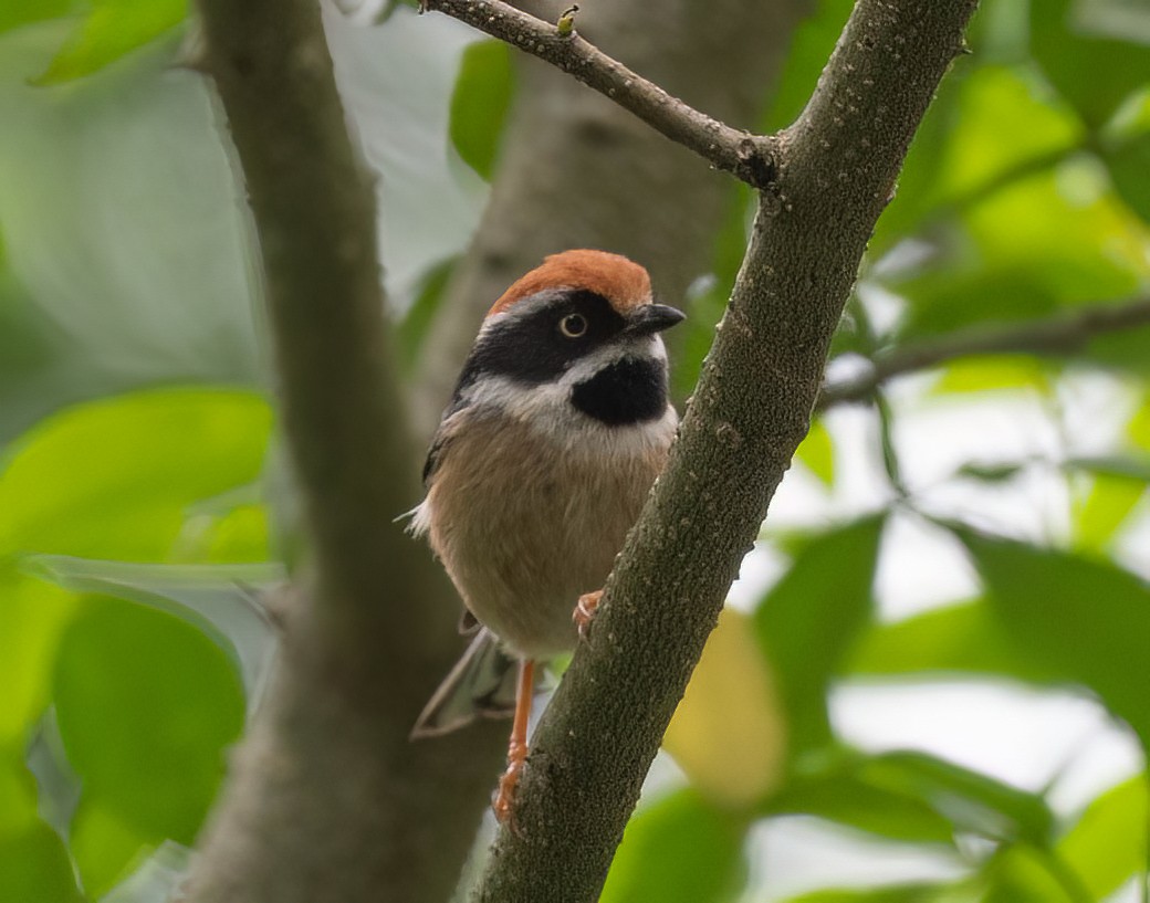 Black-throated Tit (Red-headed) - ML588806071