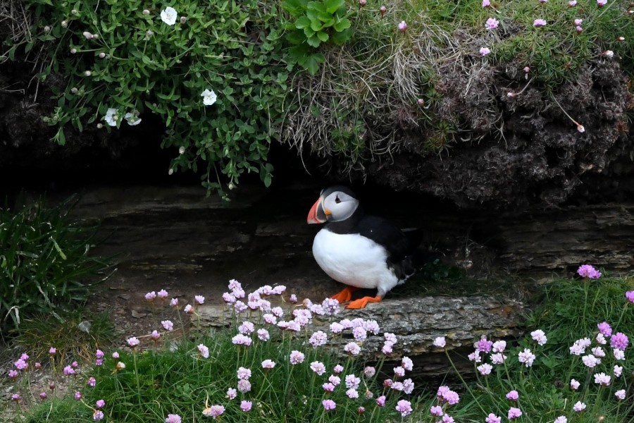 Atlantic Puffin - ML588806211