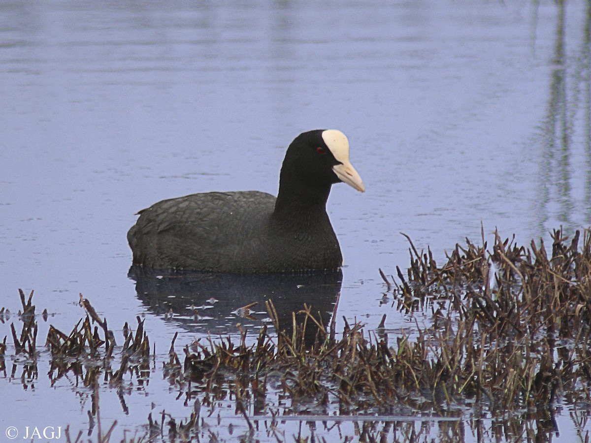 Eurasian Coot - ML588807501