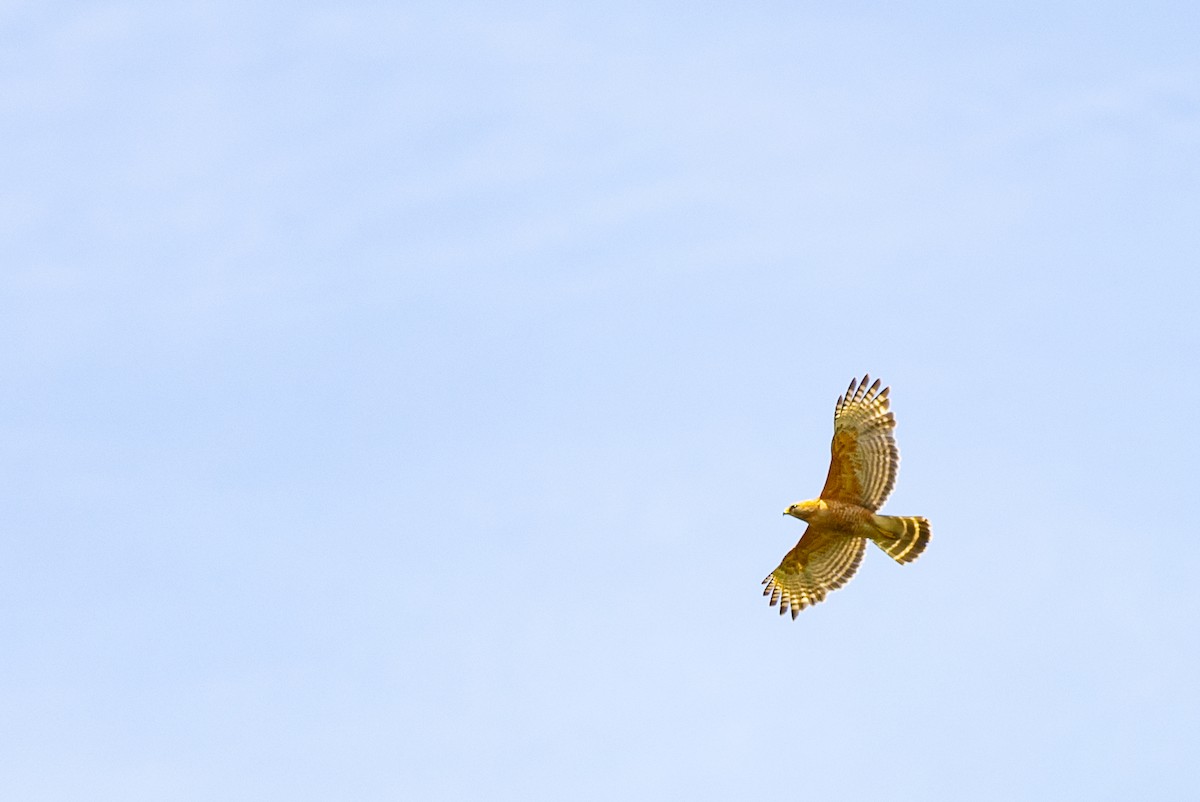 Red-shouldered Hawk - ML588808111