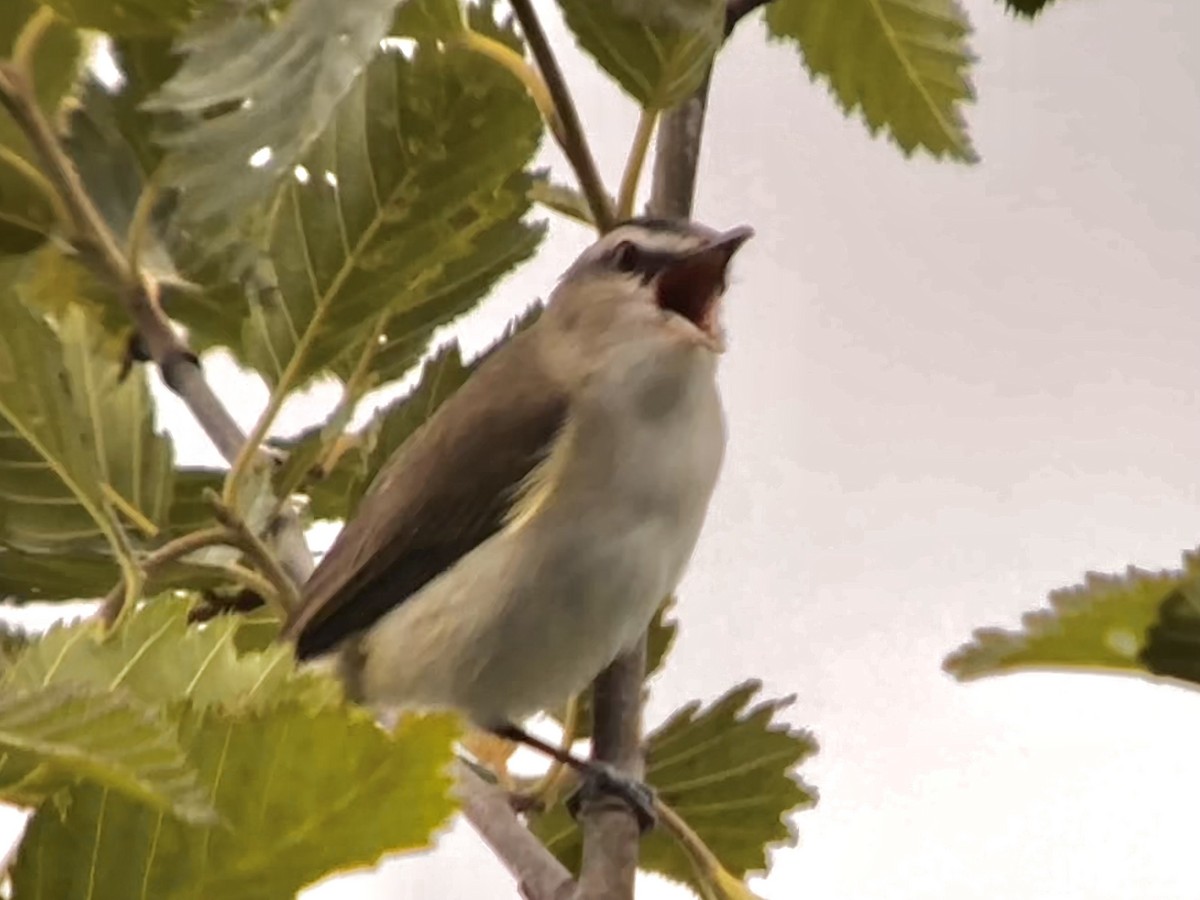 Red-eyed Vireo - ML588808351