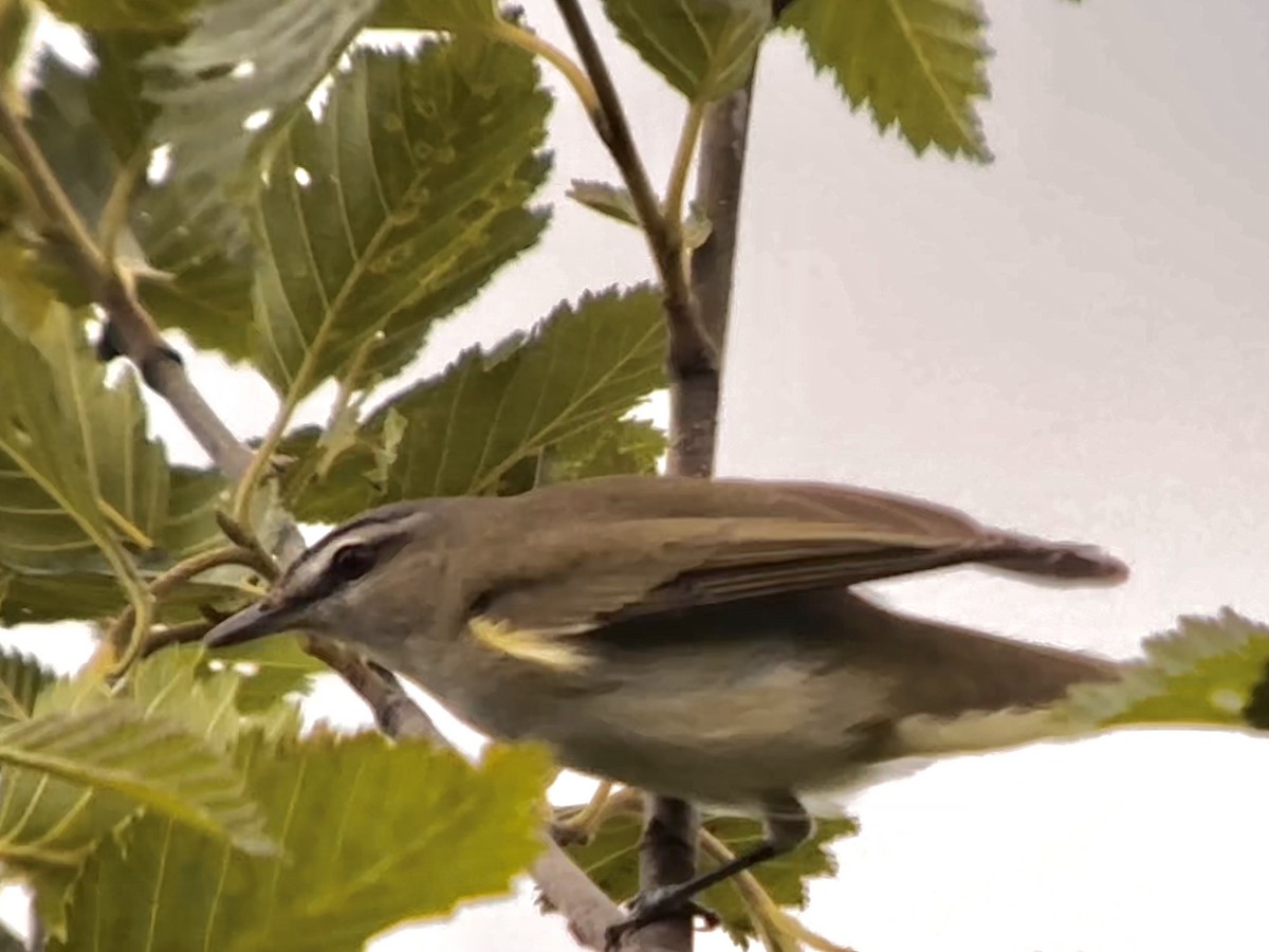 Red-eyed Vireo - ML588808361