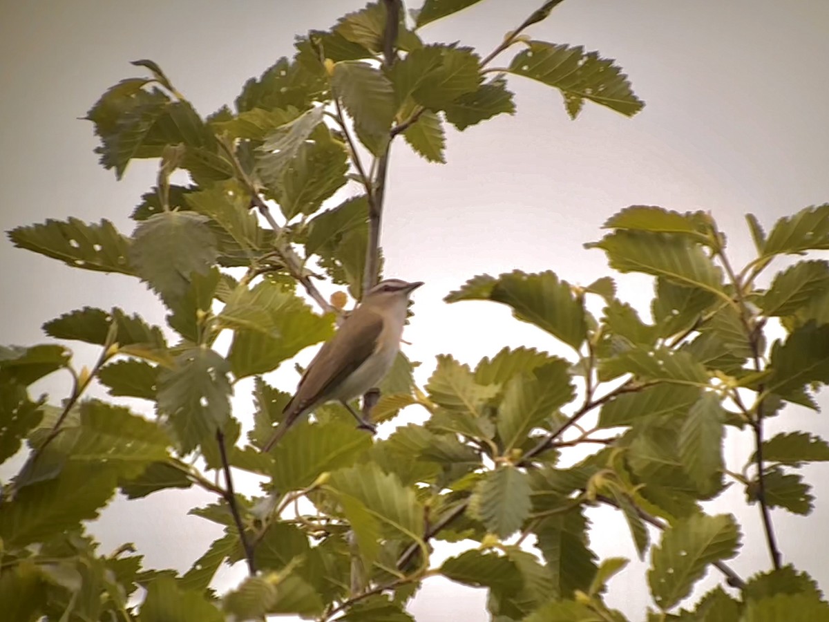 Red-eyed Vireo - ML588808391