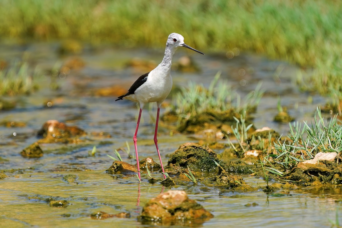 Black-winged Stilt - ML588808901