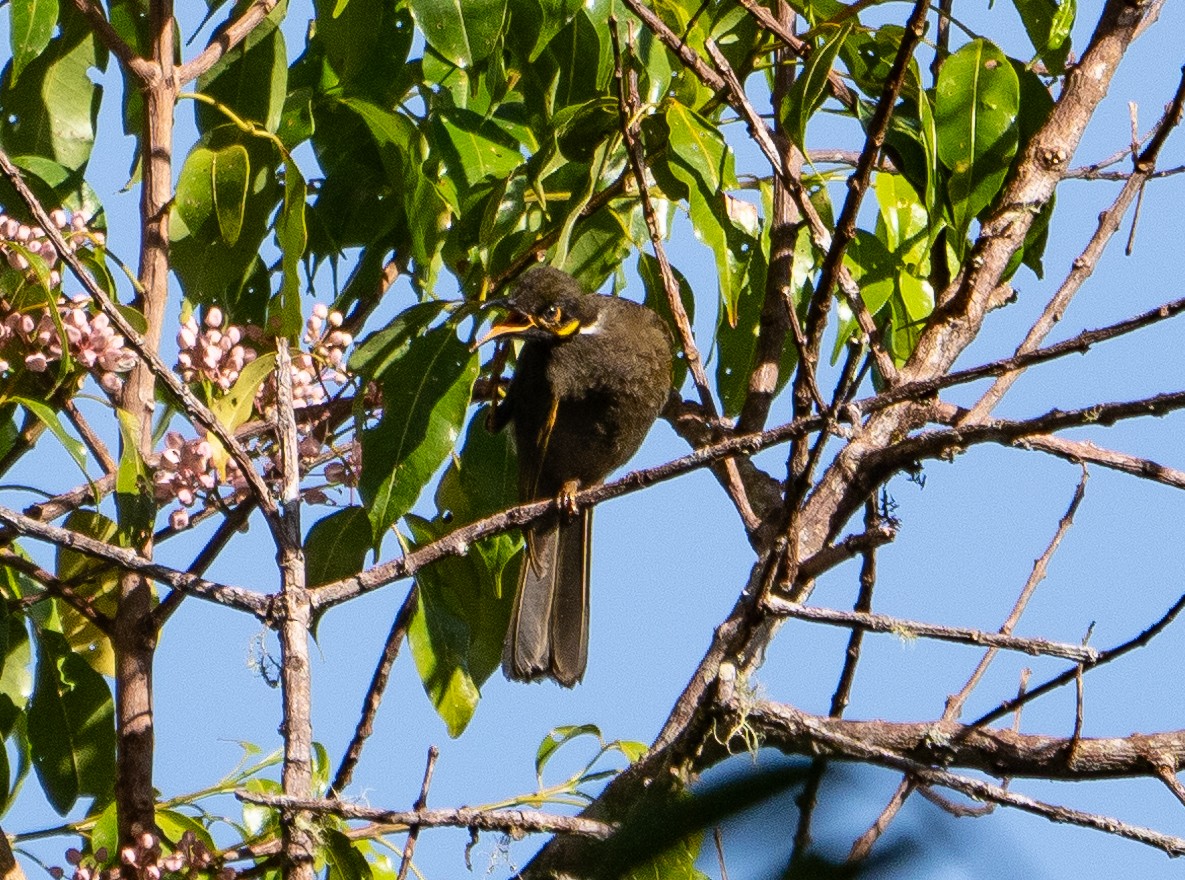 Black-throated Honeyeater - ML588809421