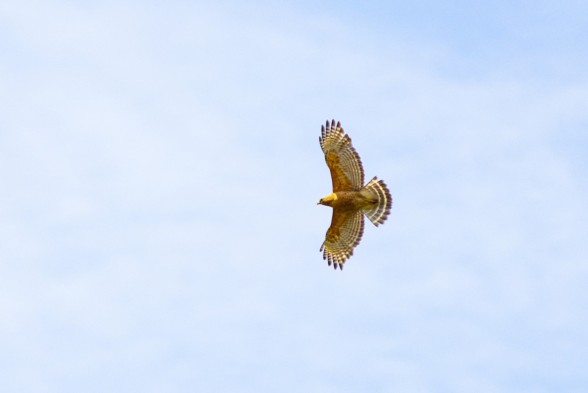 Red-shouldered Hawk - ML588809801