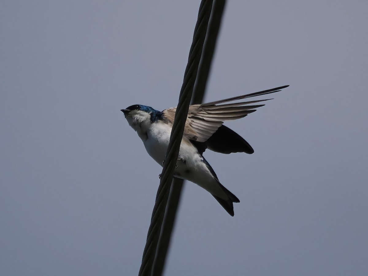 Tree Swallow - ML588810751