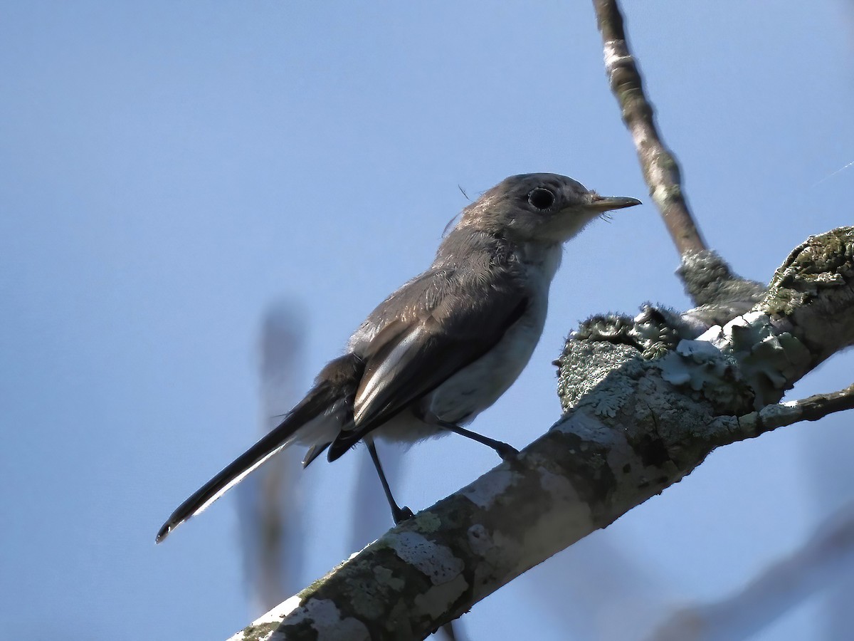 Blue-gray Gnatcatcher - ML588810831