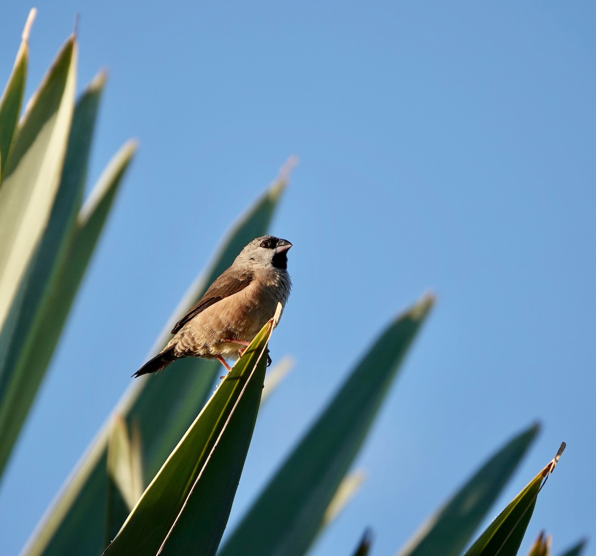 Madagascar Munia - Andrew Bailey