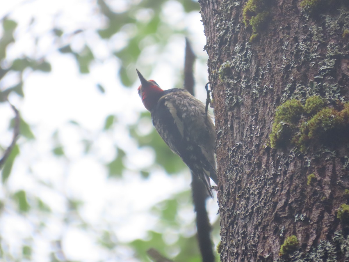 Yellow-bellied Sapsucker - ML588811961