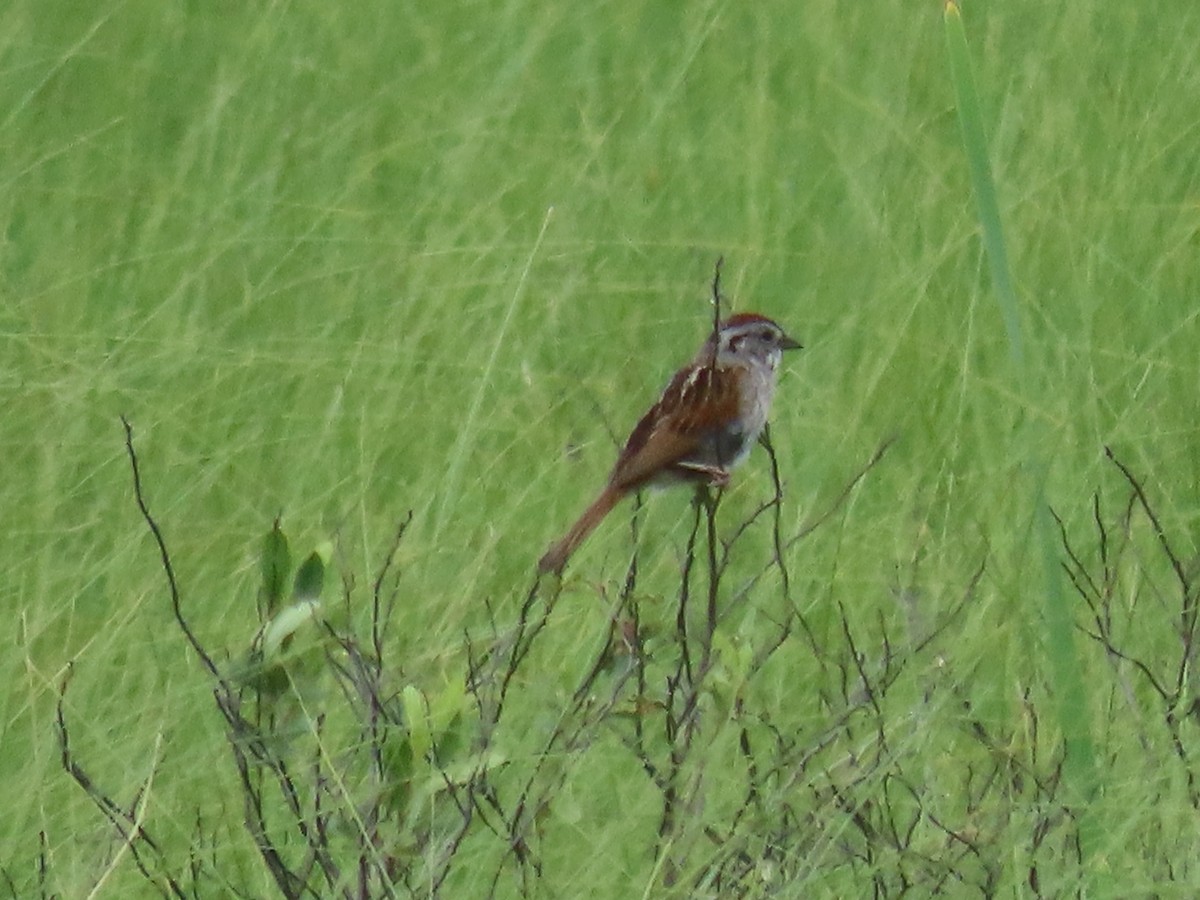 Swamp Sparrow - ML588812111