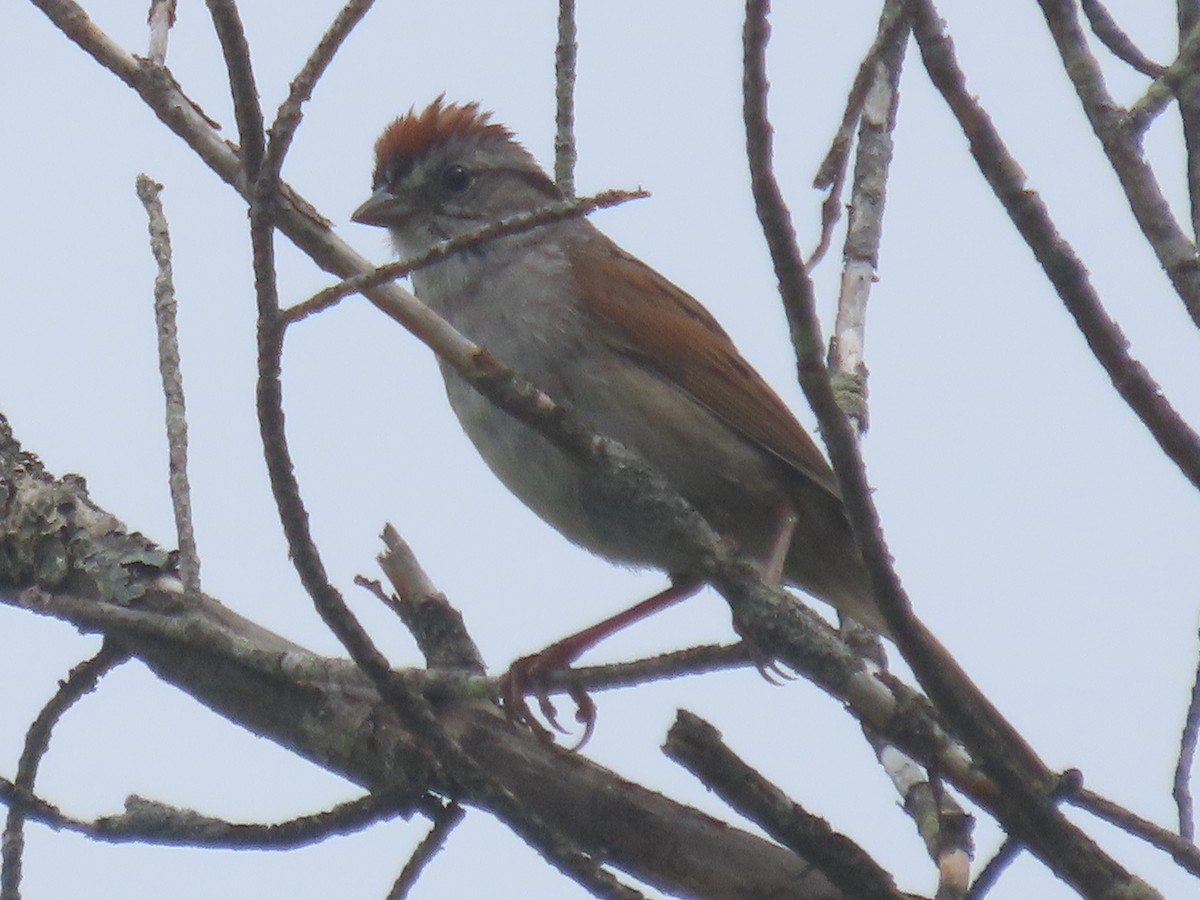 Swamp Sparrow - ML588812131