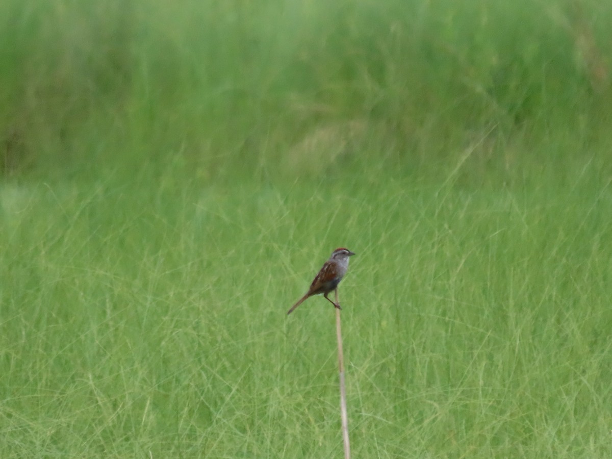 Swamp Sparrow - ML588812141