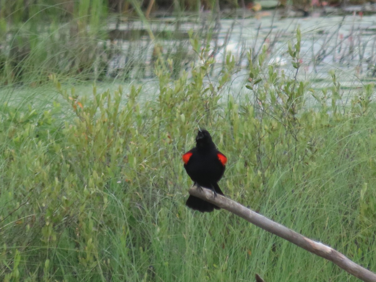 Red-winged Blackbird - ML588812171