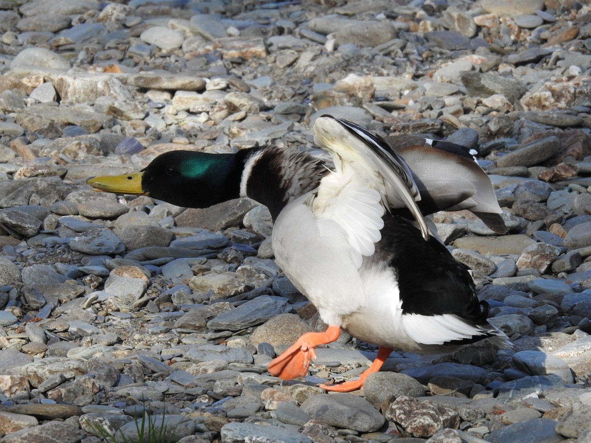 Canard colvert - ML588814811