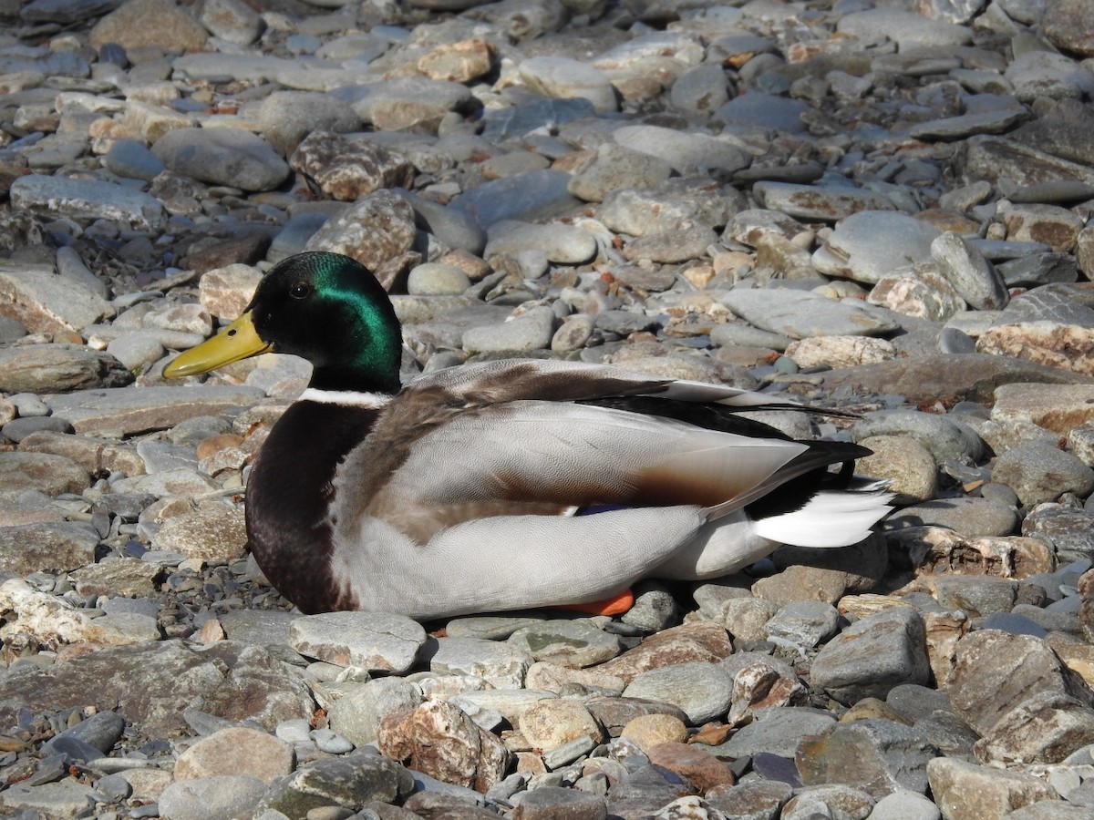 Canard colvert - ML588814821