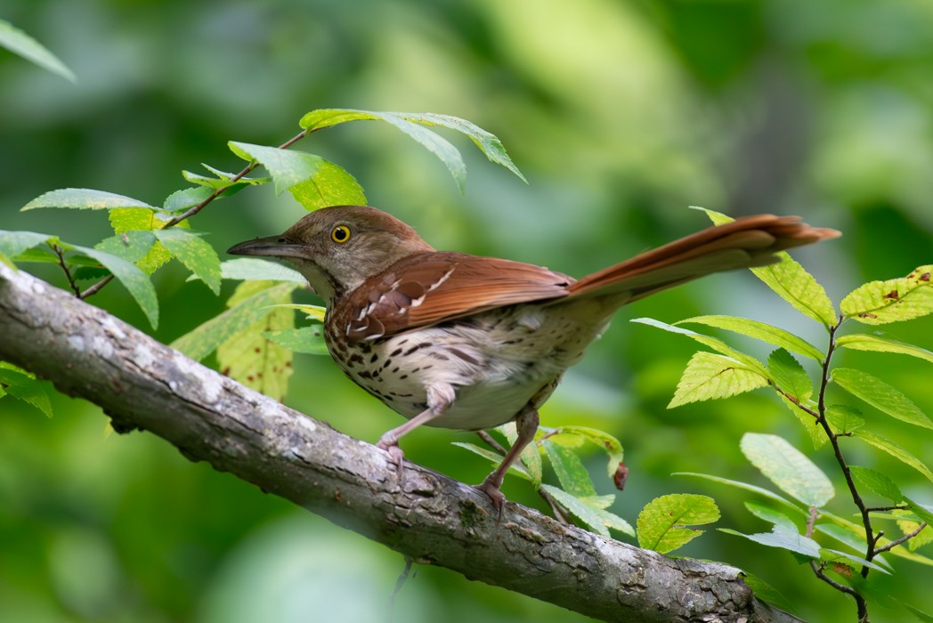 Brown Thrasher - ML588815781