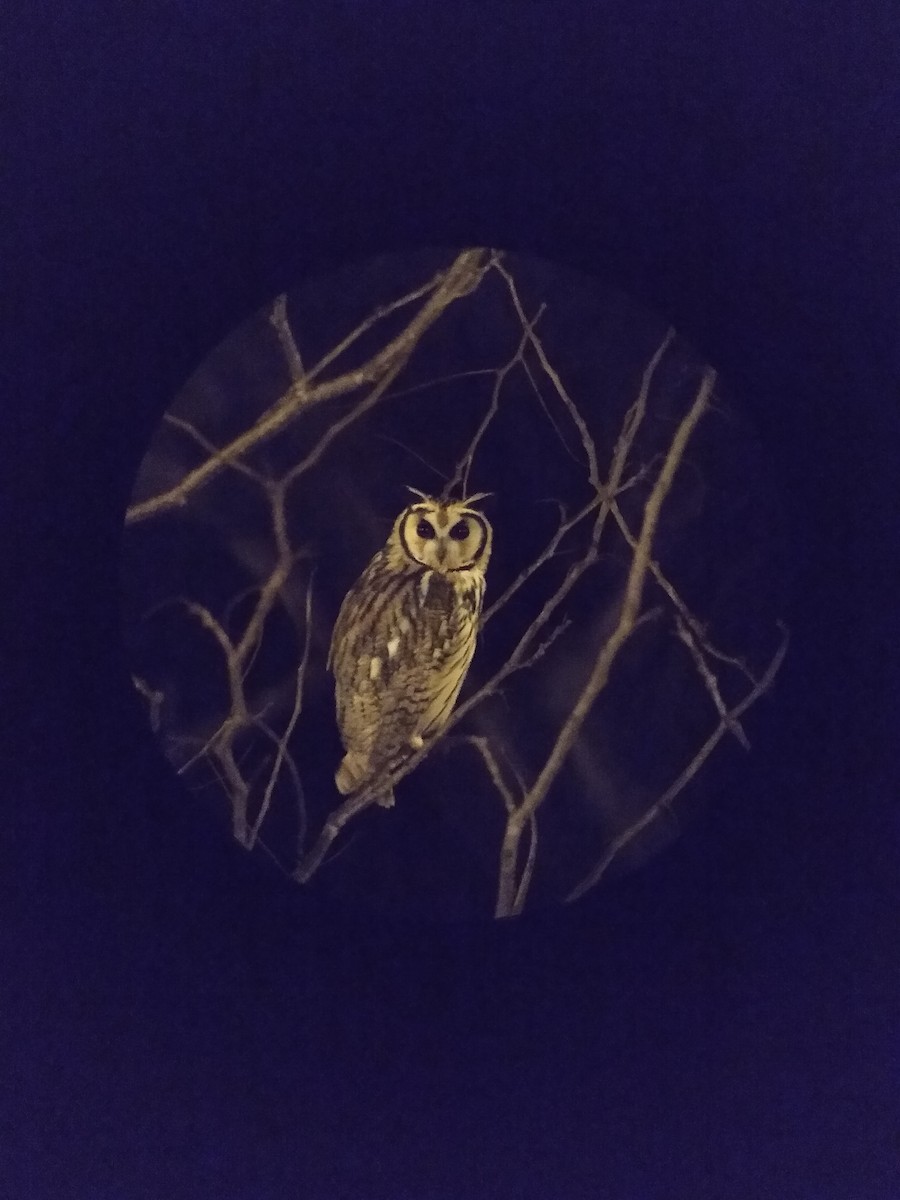 Striped Owl - ML588815791
