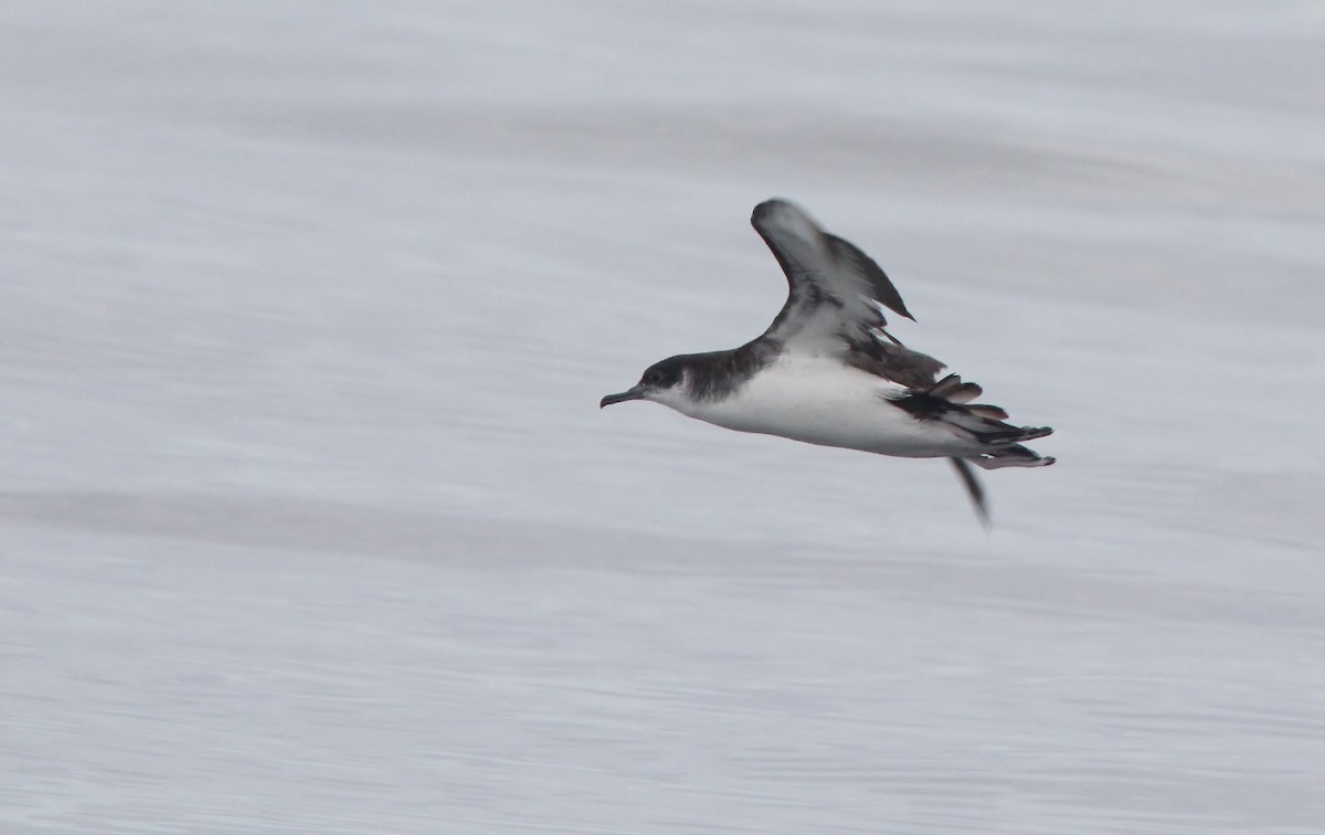 Manx Shearwater - ML588815861