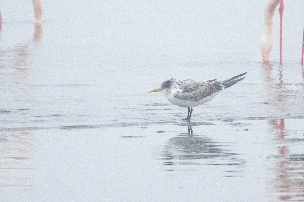 Great Crested Tern - ML588815891
