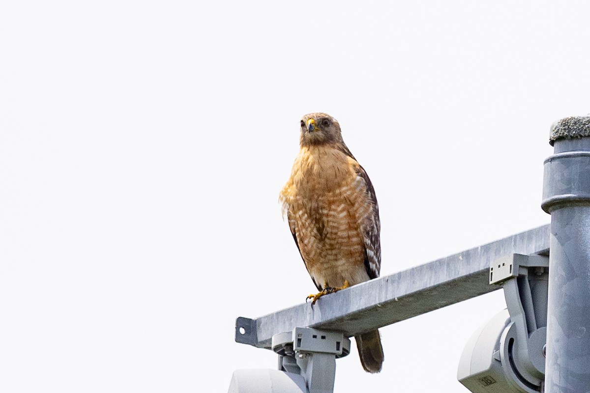 Red-shouldered Hawk - ML588816881