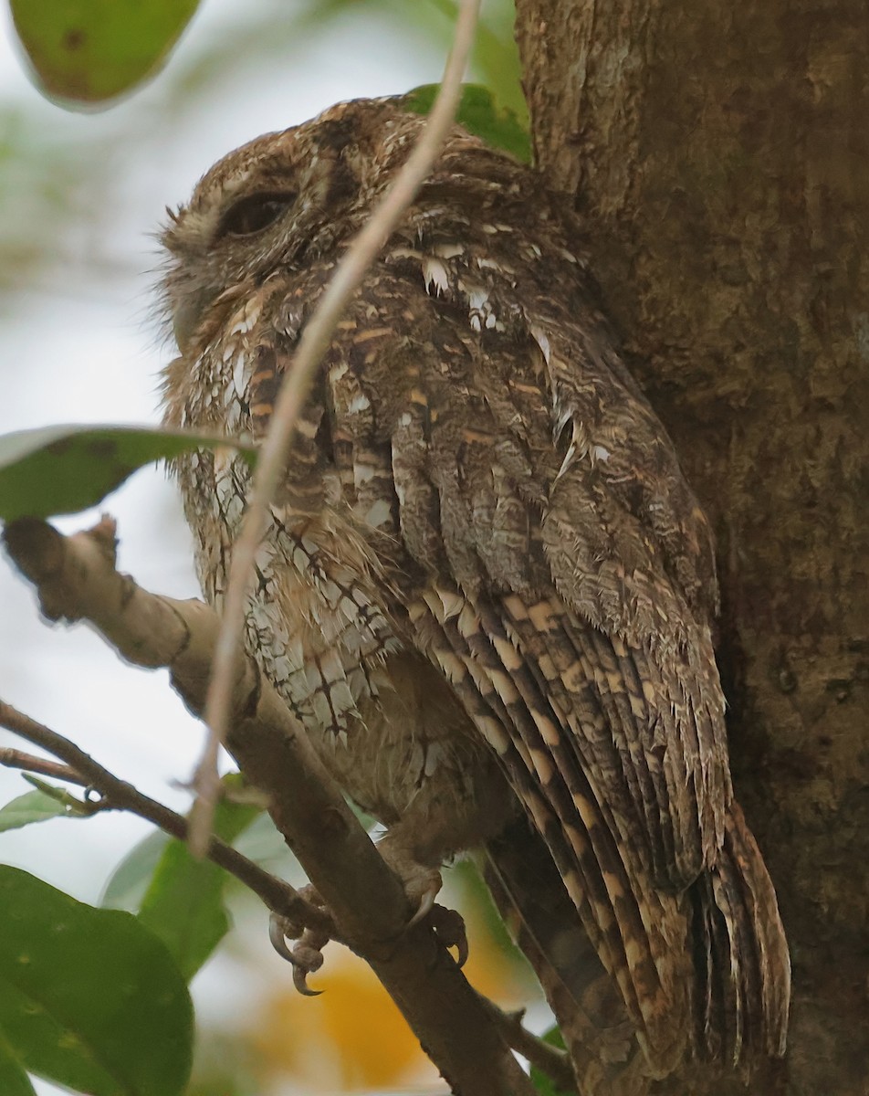 Tropical Screech-Owl - Gareth Hughes