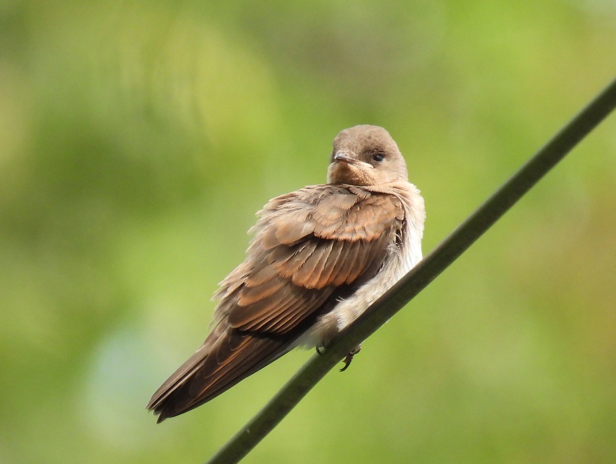 Northern Rough-winged Swallow - ML588817581