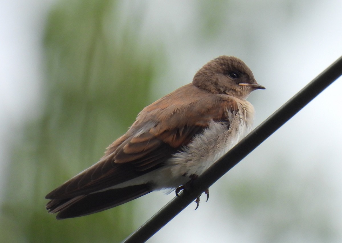 Northern Rough-winged Swallow - ML588817591