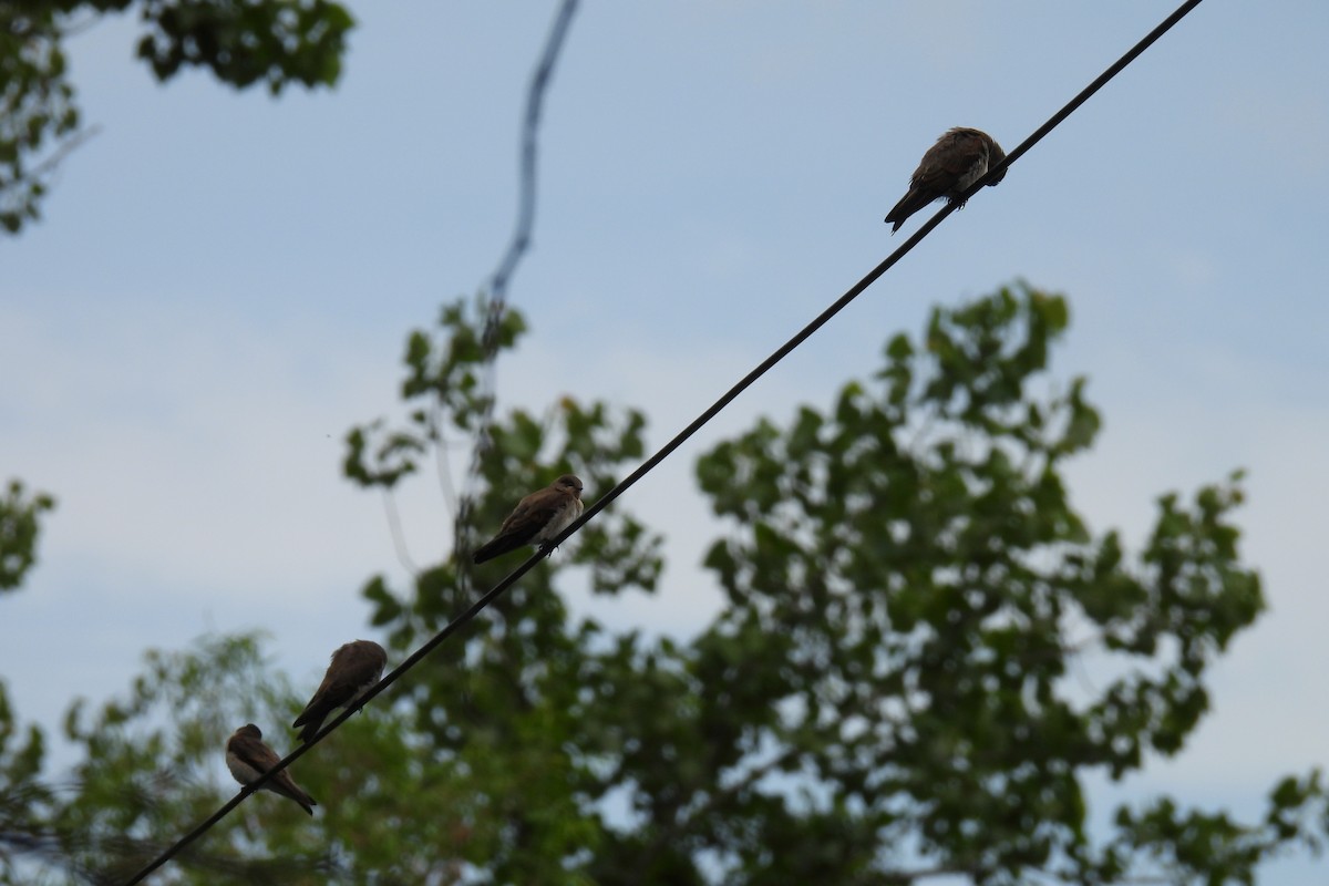 Northern Rough-winged Swallow - ML588817601