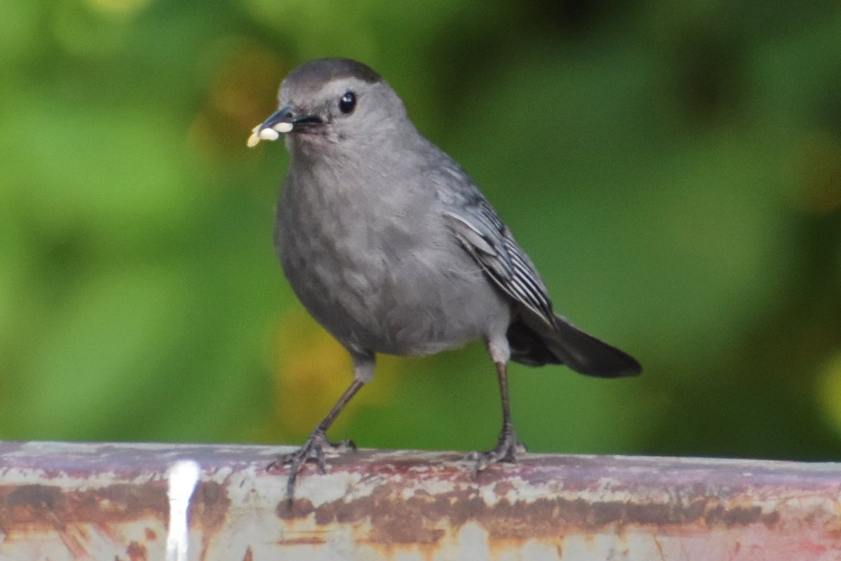 Gray Catbird - ML588818191