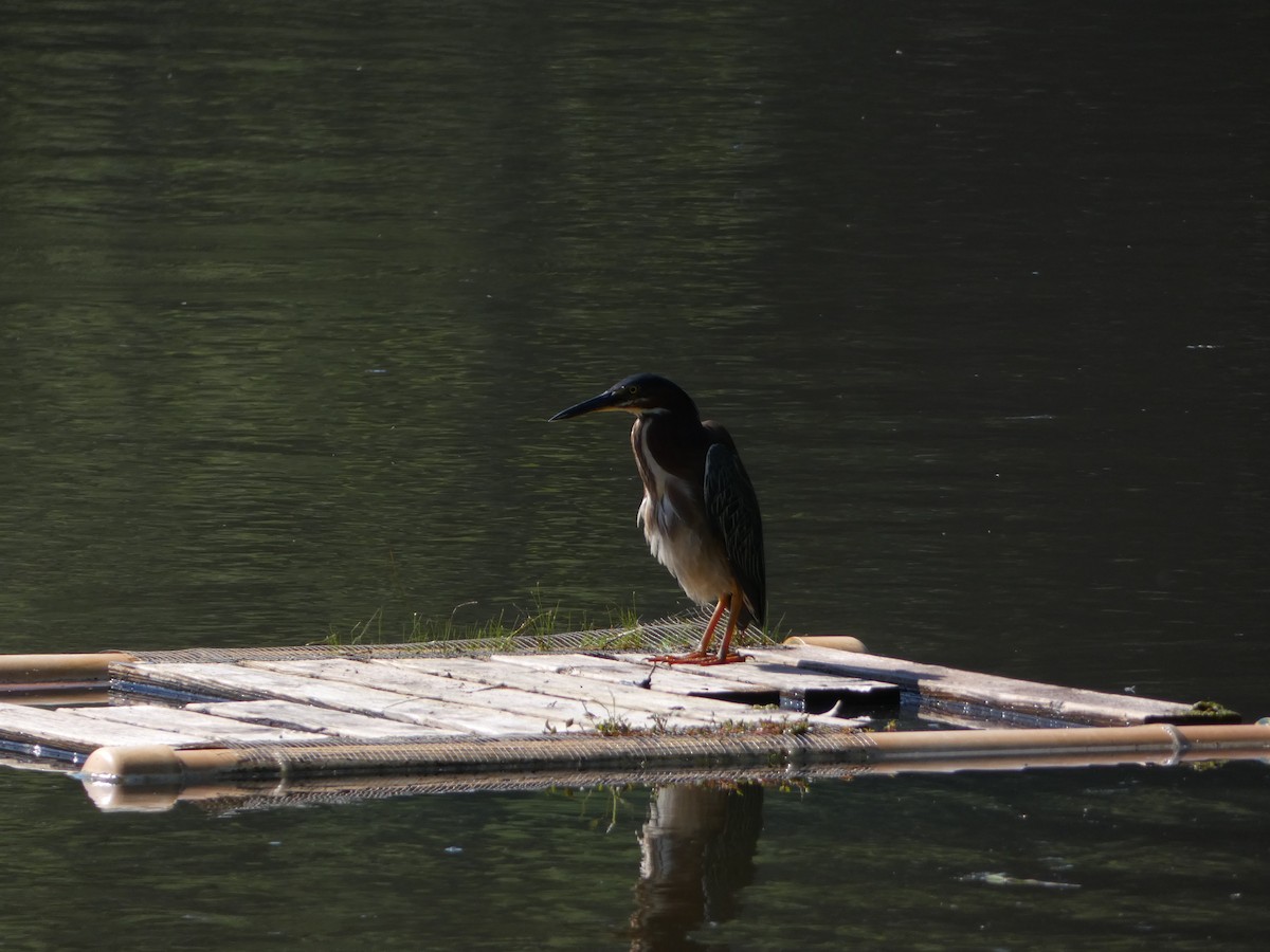 Green Heron - ML588818211