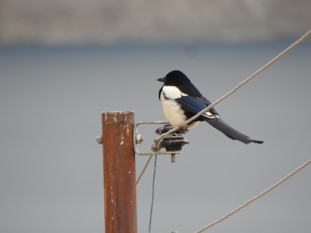 Eurasian Magpie - Arulvelan Thillainayagam