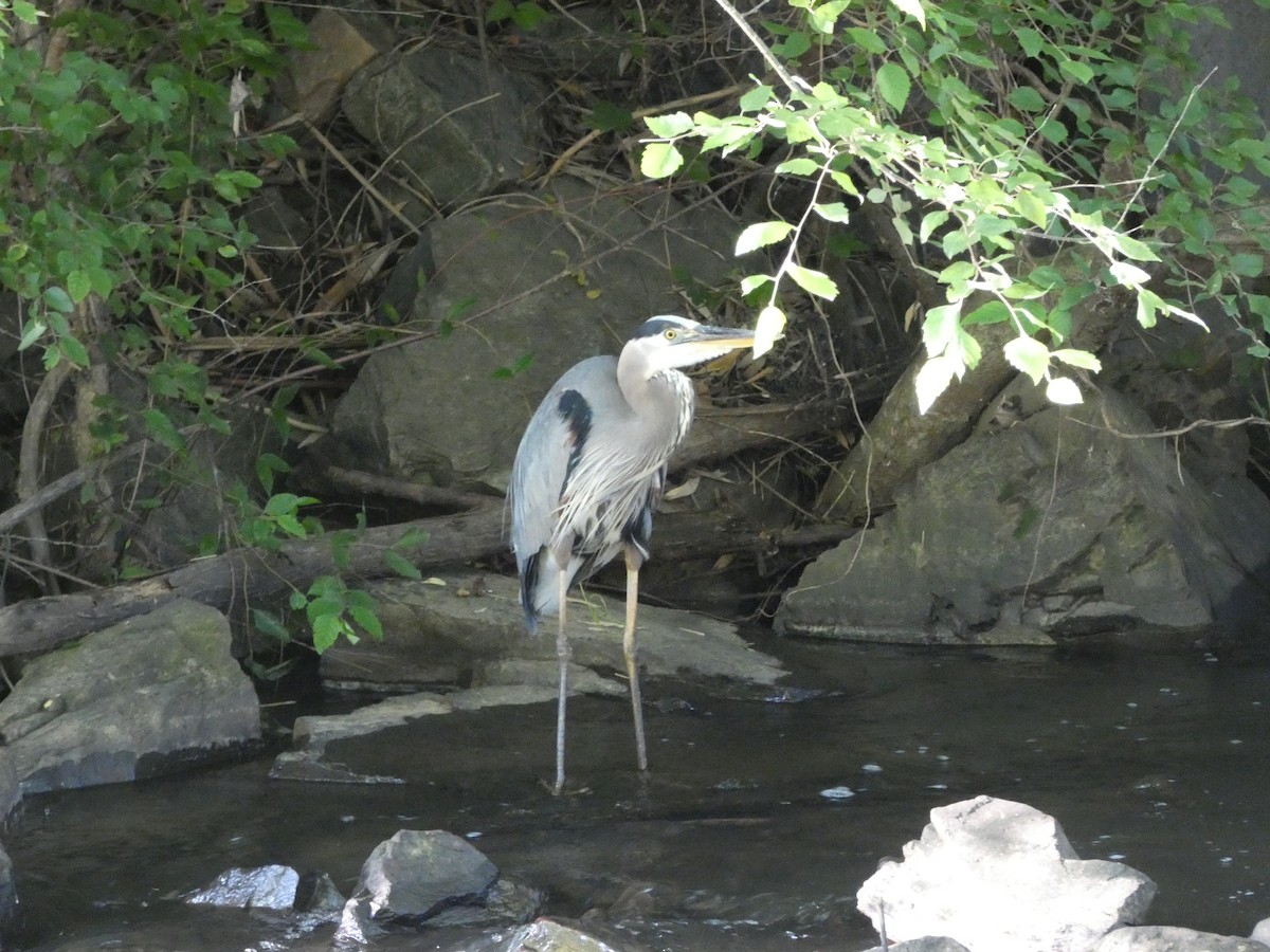 Great Blue Heron - Bob Boot