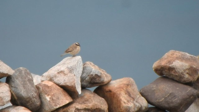 Brown Accentor - ML588818651
