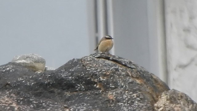 Brown Accentor - ML588818661