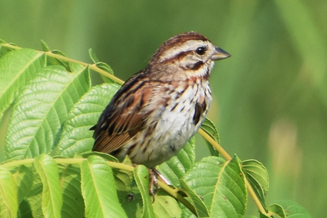 Song Sparrow - ML588819011