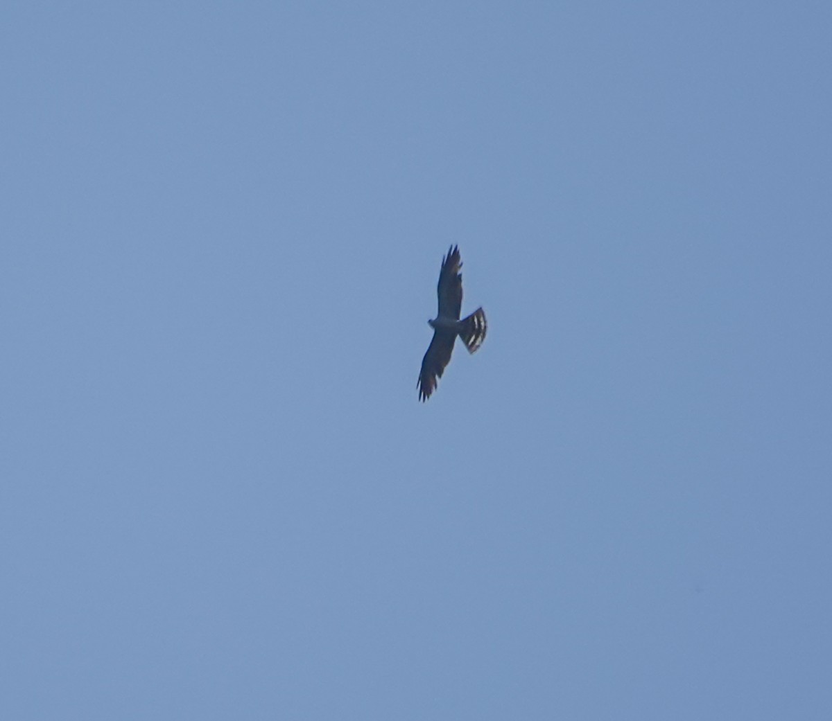 Mississippi Kite - ML588819781