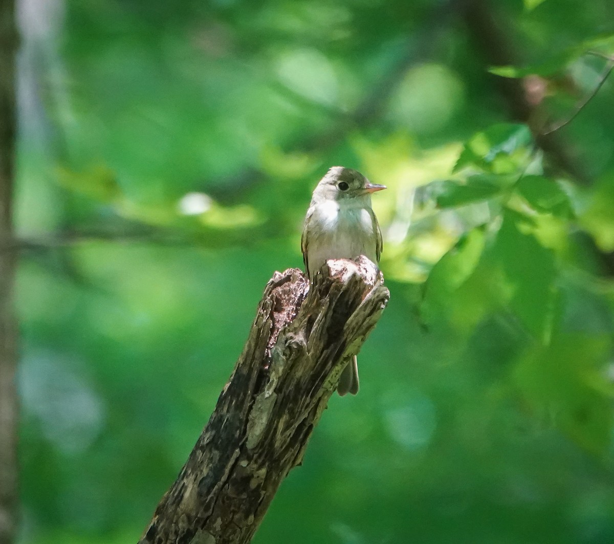 Acadian Flycatcher - ML588819811