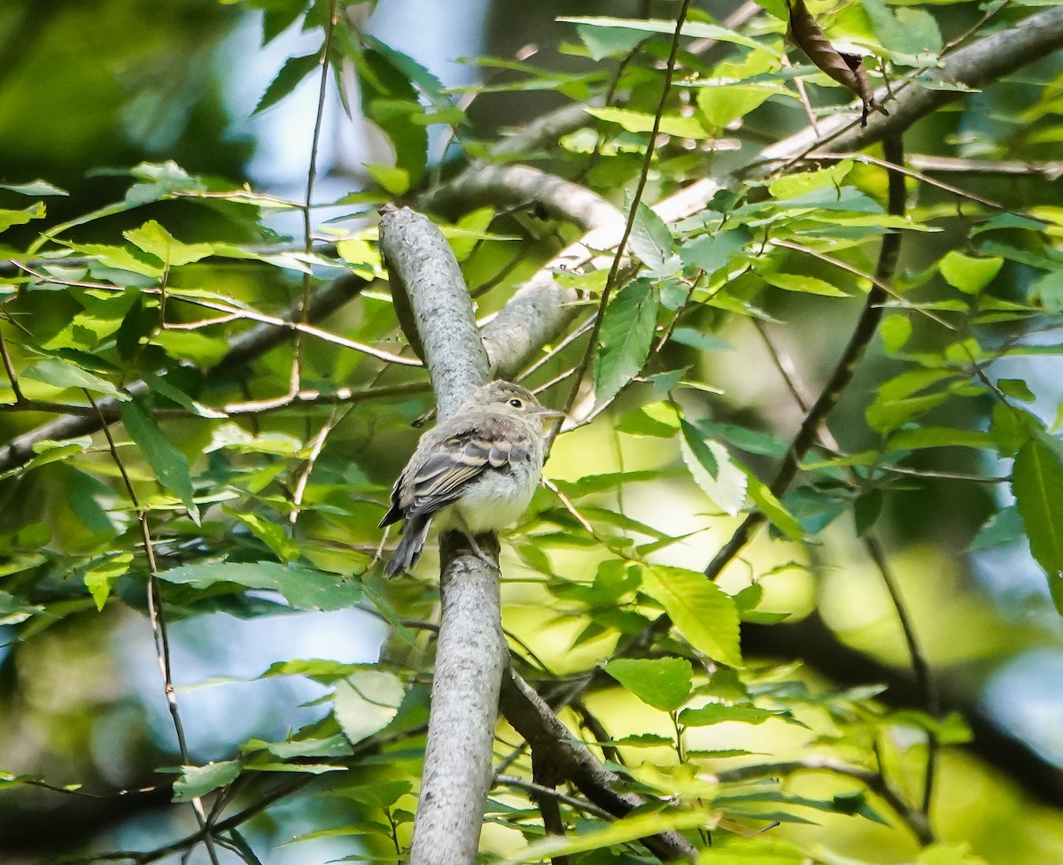 tyranovec zelenavý - ML588819821