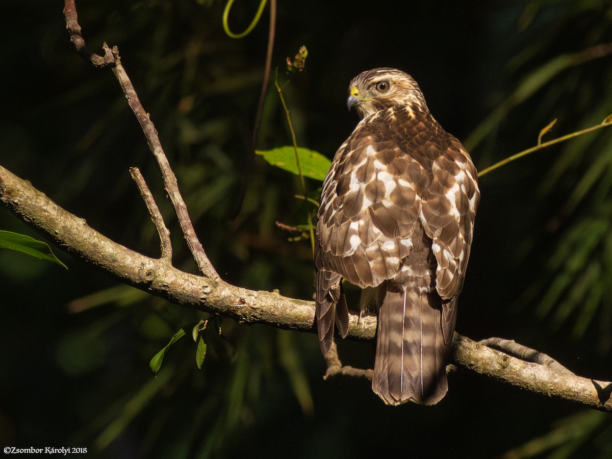 Breitflügelbussard - ML588820131