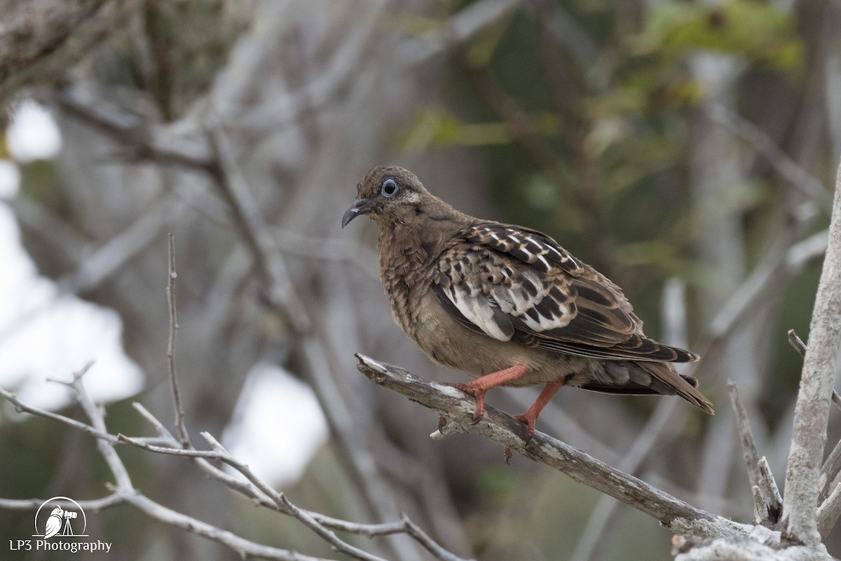 Galapagos Dove - ML588820321