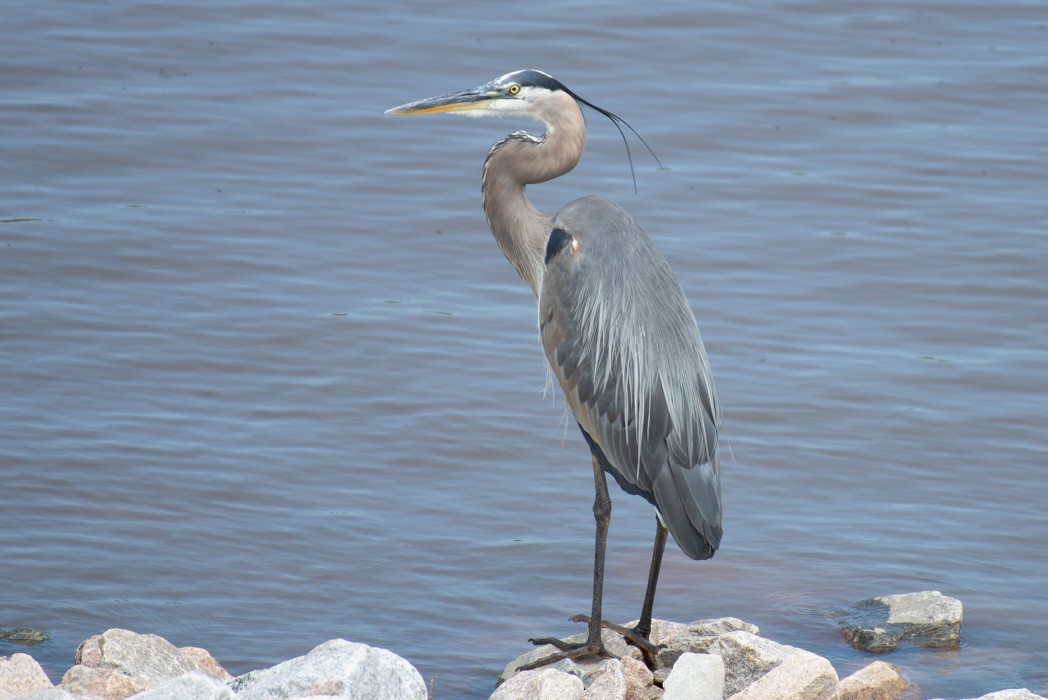 Great Blue Heron - ML588820401