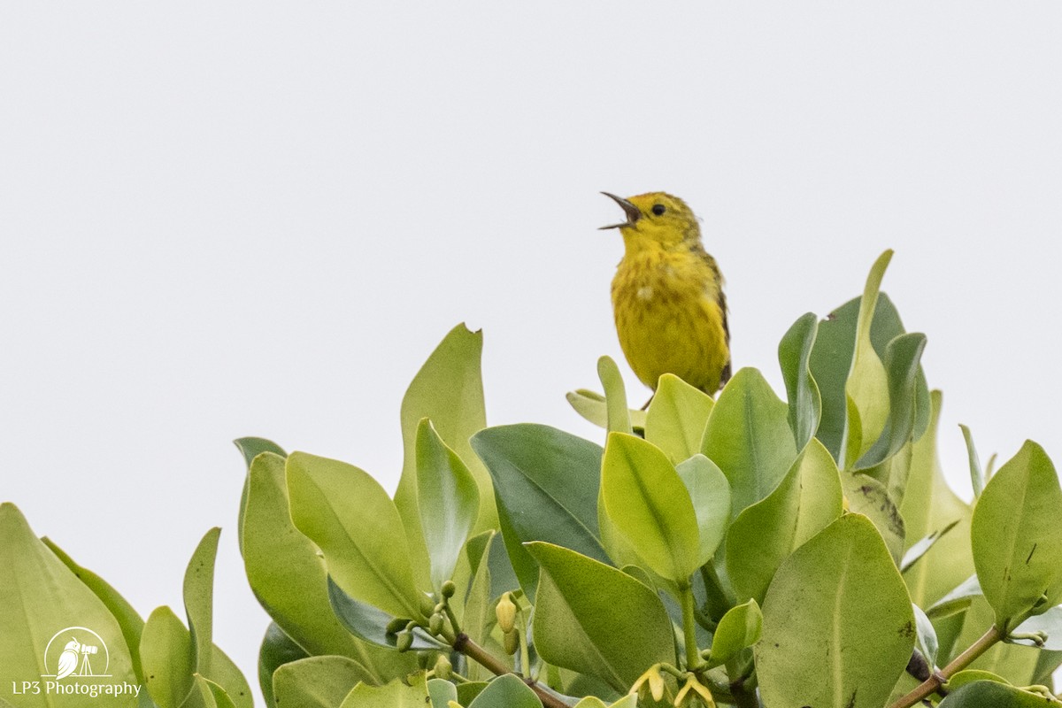 Yellow Warbler - ML588820561