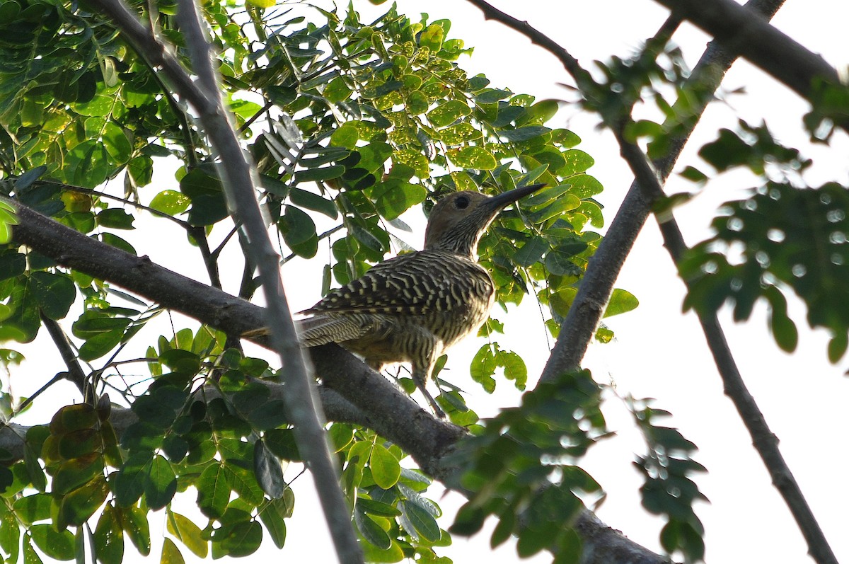 Fernandina's Flicker - ML588820771