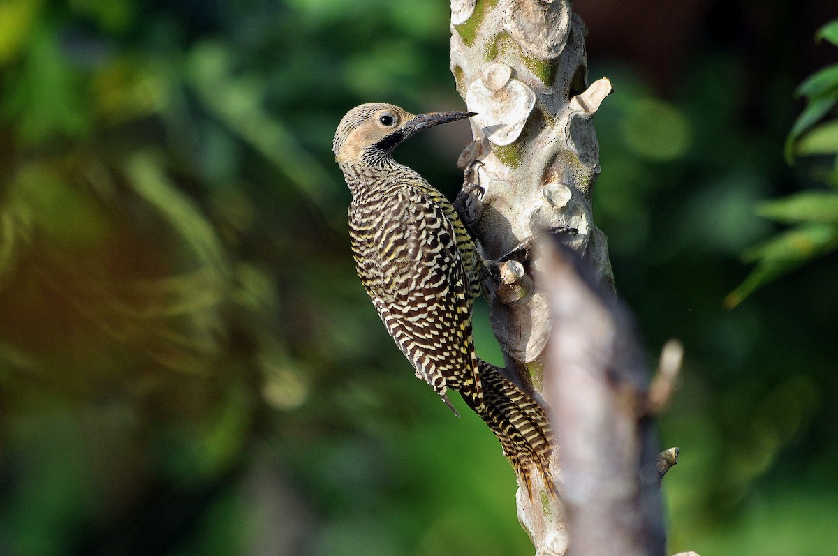 Fernandina's Flicker - ML588820801